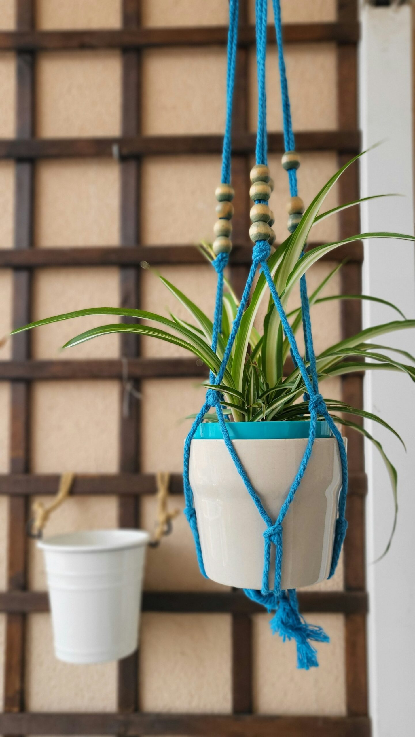 Hangplanten en hun voordelen voor de luchtkwaliteit