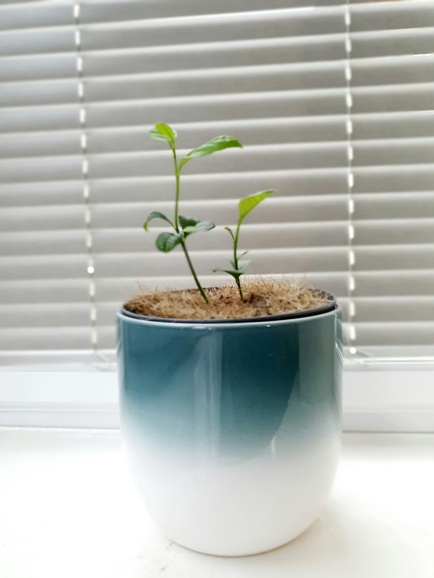Hoe kies je de perfecte plaats voor je hangplanten