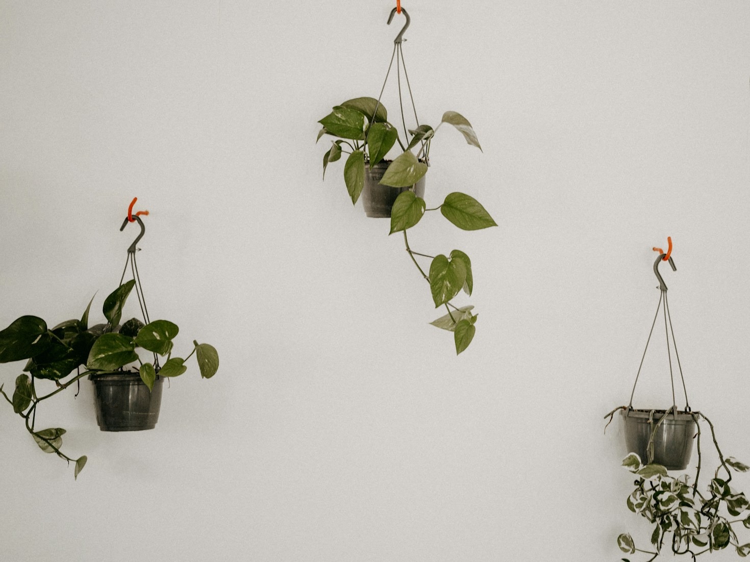 Hangplanten die bloeien in het Vlaamse klimaat