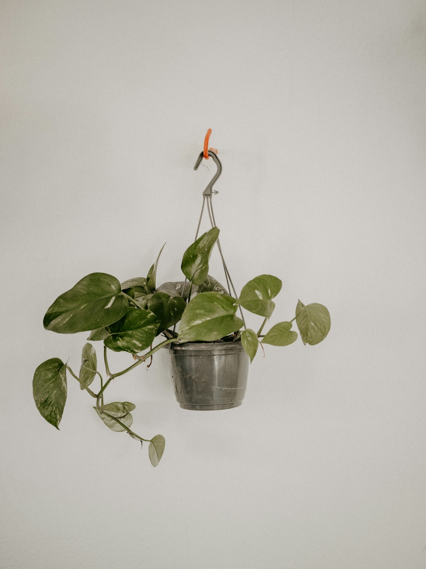De ultieme gids voor het ophangen van hangplanten