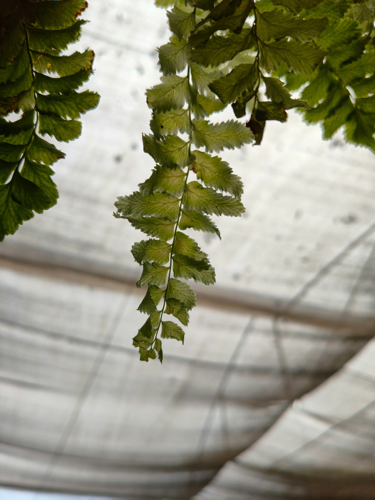 Hangplanten en hun rol in duurzaam wonen