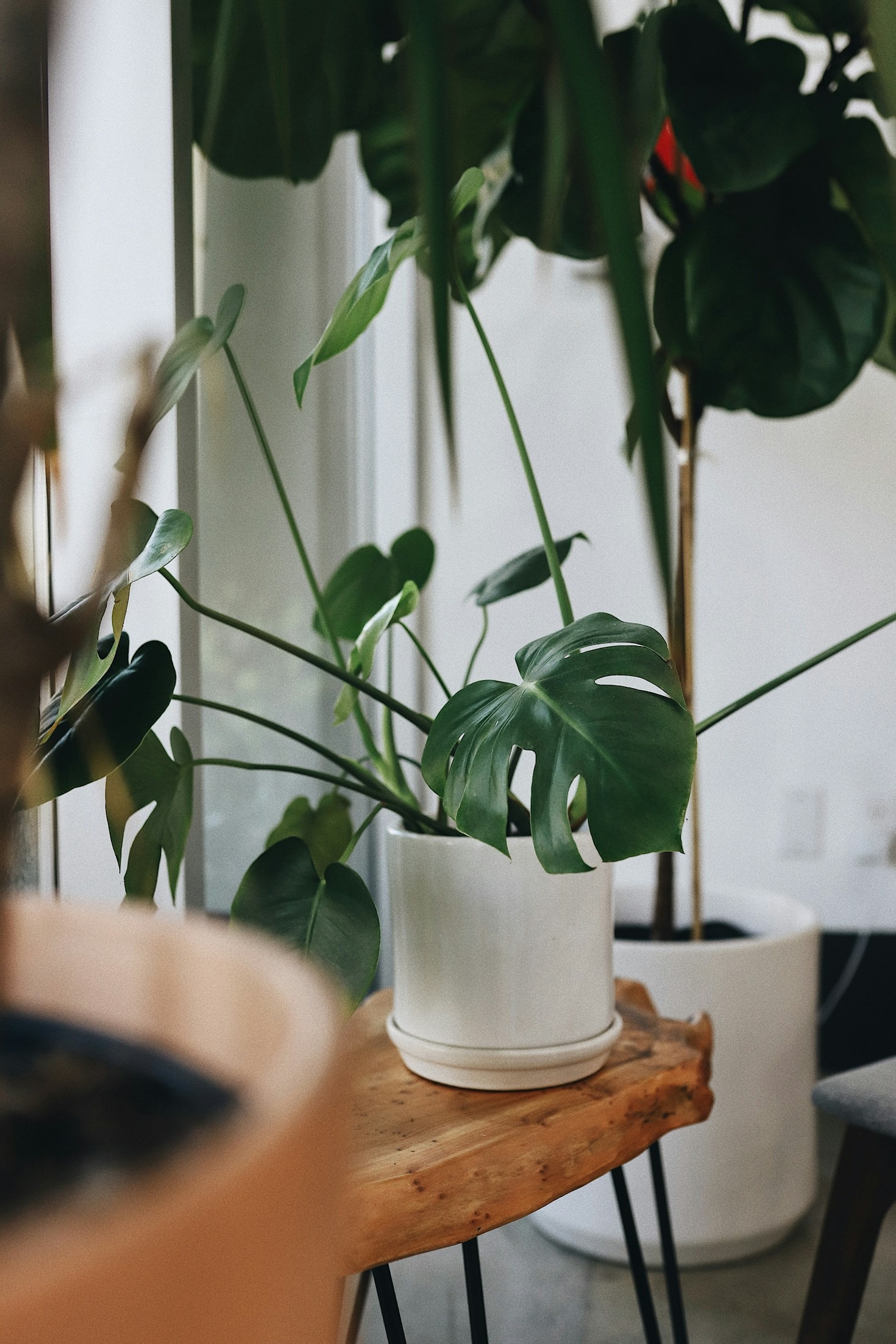 Stylingtips: Hangplanten in je woonkamer integreren